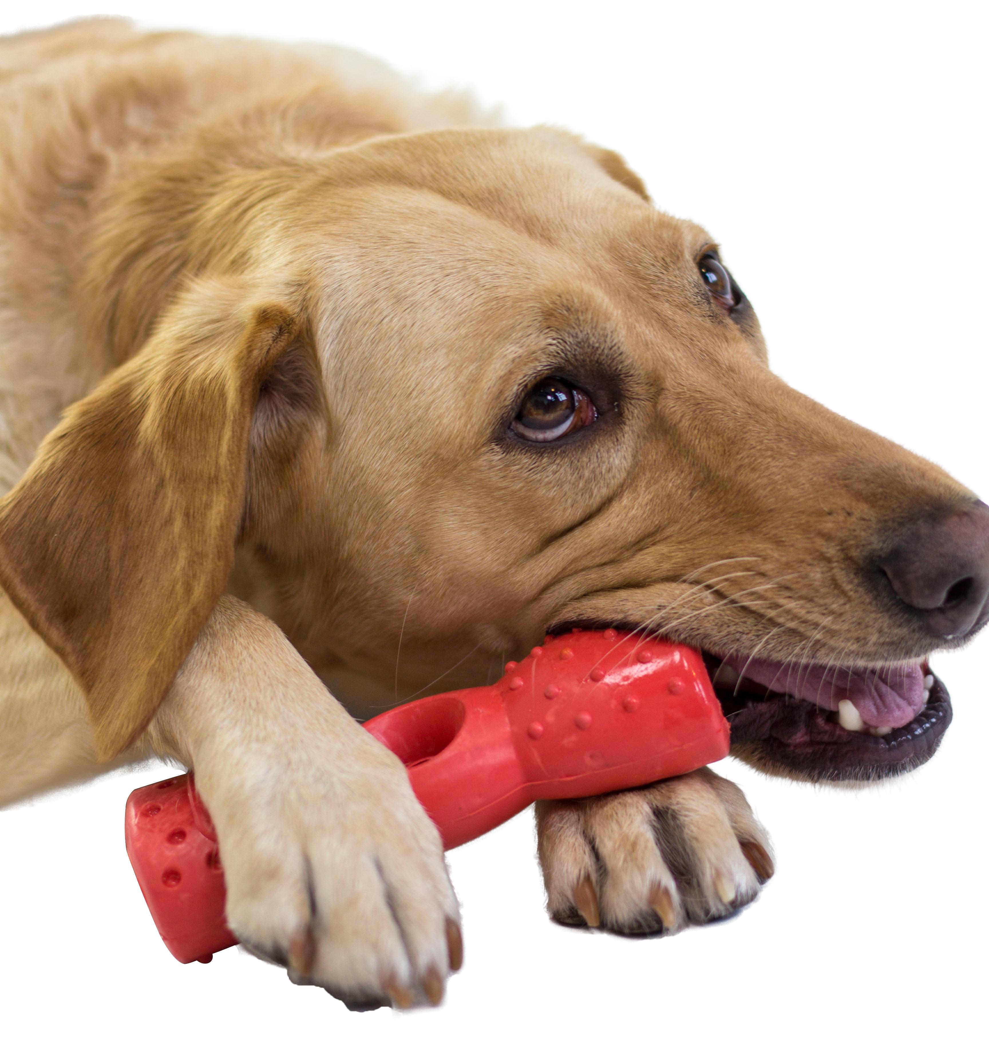 HERO Dog Toys 64122 Natural Rubber Ring Dog Toy Amazon.ca Pet Supplies