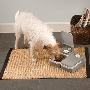dog food bowl automatic feeder feed petsafe pet cat