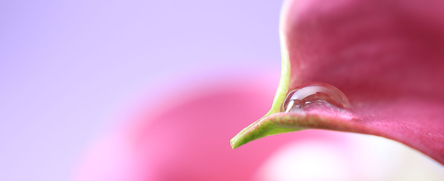 Center Focus Macro for Impressive Close-ups