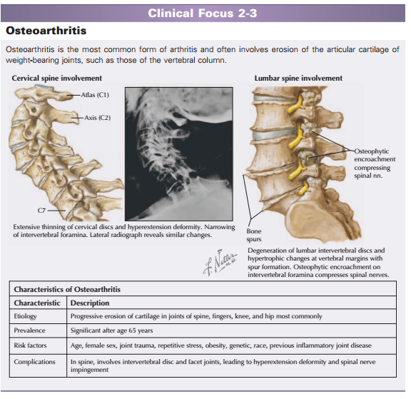 Download Netter Anatomy Coloring Book Shefalitayal
