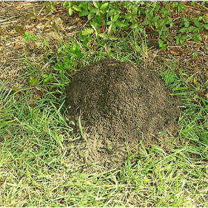 How to Treat Fire Ant Mounds