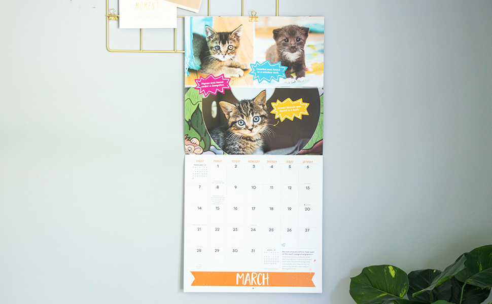 Kitten Lady S Big Year Of Little Kittens 2021 Wall Calendar Shaw Hannah 9781524859824 Books Amazon Ca Kitten Lady S Big Year Of Little Kittens 2021 Wall Calendar Shaw Hannah 9781524859824 Books Amazon Ca