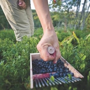 blueberry picking