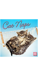 2021 Pets Rock 16 Month Wall Calendar Takkoda 9781531910686 Amazon Com Books pets rock kalender 2021
