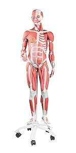 人体模型 AnatomyTools Female1:3Flesh/Anatomy v3A 人体模型 AnatomyTools Female1:3Flesh/Anatomy v3A AnatomyTools