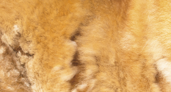 long tangles hair fur knots matts loose hair 858500 wahl clipper