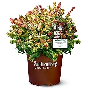 2 Gallon Southern Living Plant Collection Kaleidoscope Abelia Shrub