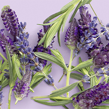 love beauty and planet,condicionador,revitaiza,cabelo,smooth and serene,relaxing rain,argan,lavanda