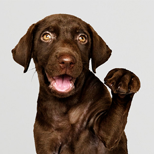 Juguete para perro con pelota de tacto.