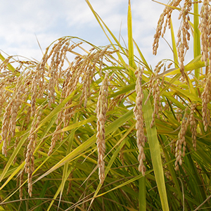 화이트발사믹식초