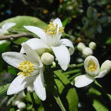 Neroli