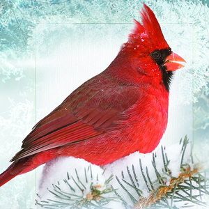 cardinal