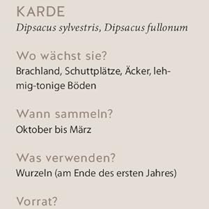 karde, heilpflanzen, heilkräuter