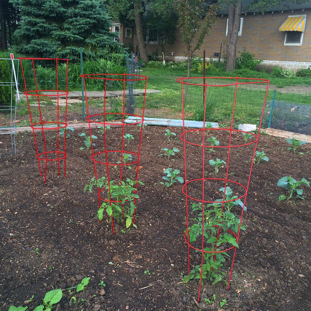 Gilbert & 901592RE5 Red 54" Galvanized Tomato