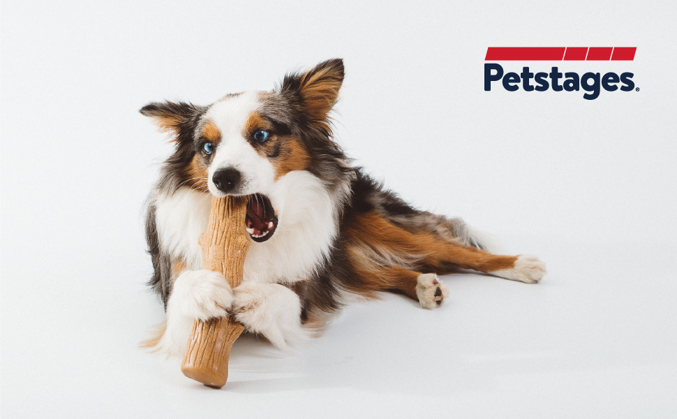 Should Dogs Chew On Sticks