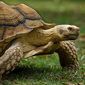 Reptiles, lizard books for kids, reptiles books for kids, reptiles and amphibians book,reptiles book