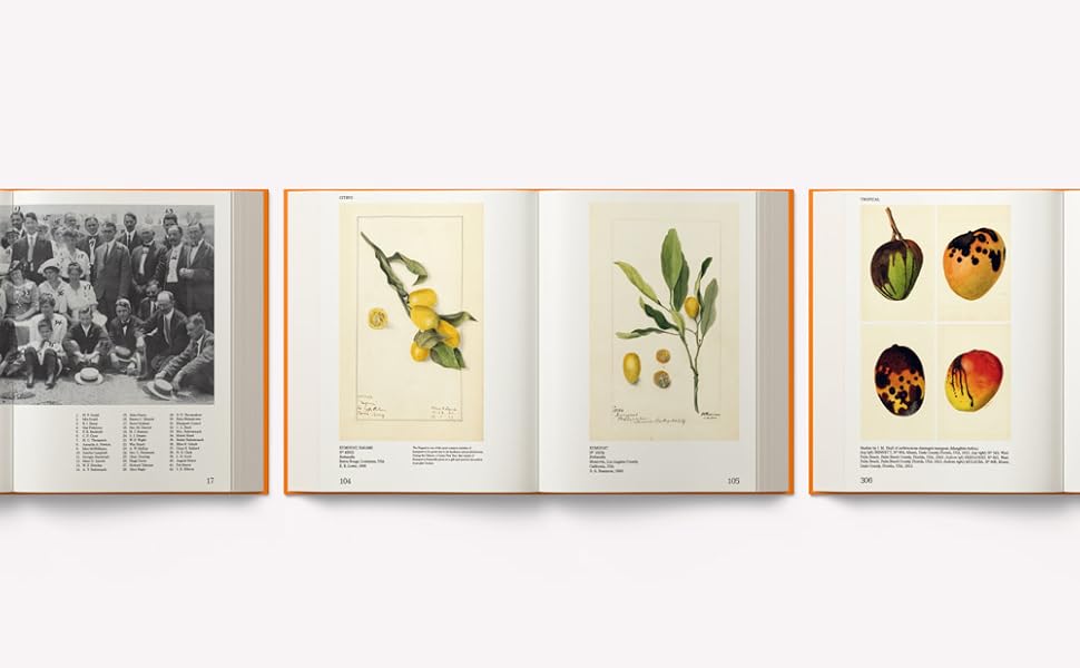 An Illustrated Catalog of American Fruits & Nuts The U.S. Department