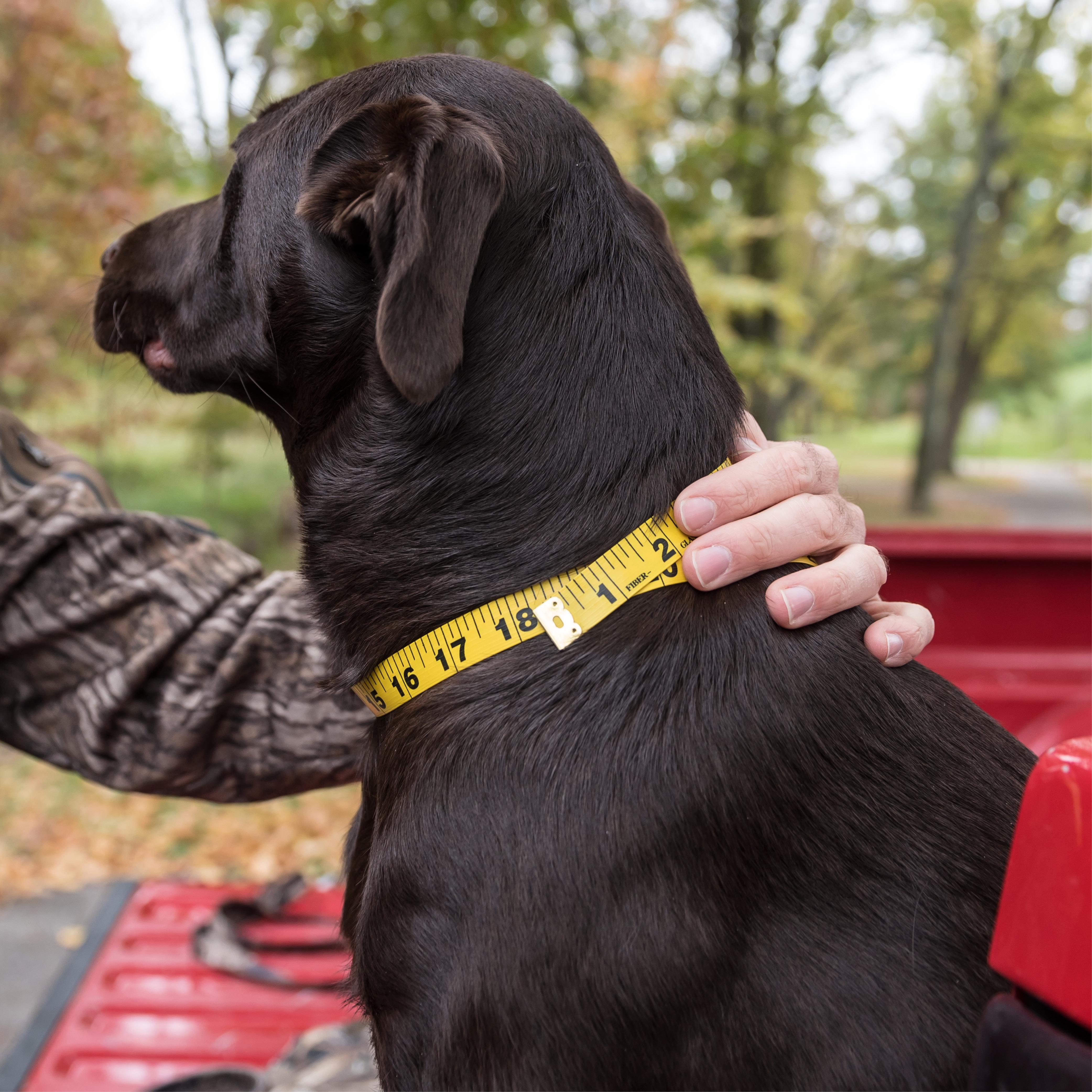 ALPS OutdoorZ Delta Waterfowl Dog Vest, XXLarge Sports & Outdoors