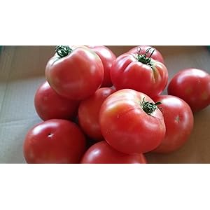 とまと購入ページ Amazon.co.jp: 神奈川県産 澁谷農園 桃太郎 トマト 1パック 500g