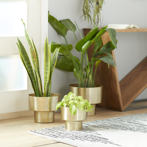宮下将太 / silver dwarf pot planter Amazon.com : Deco 79 Metal Indoor Outdoor Planter Small