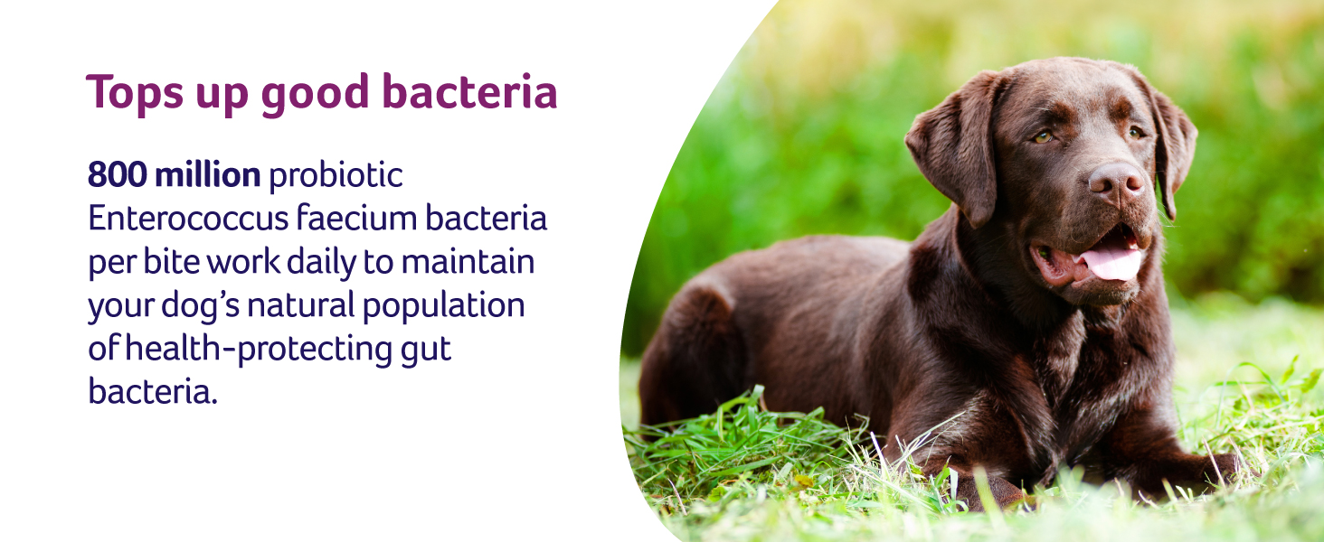 Lintbells YuDIGEST Dog Digestive Health Supplement for Dogs Prone to