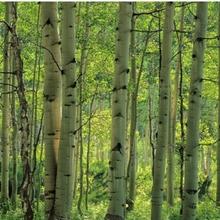 non gmo xylitol, tooth decay