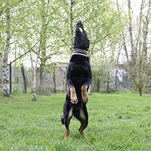 Aime - Juguete para perro con pelota de agility