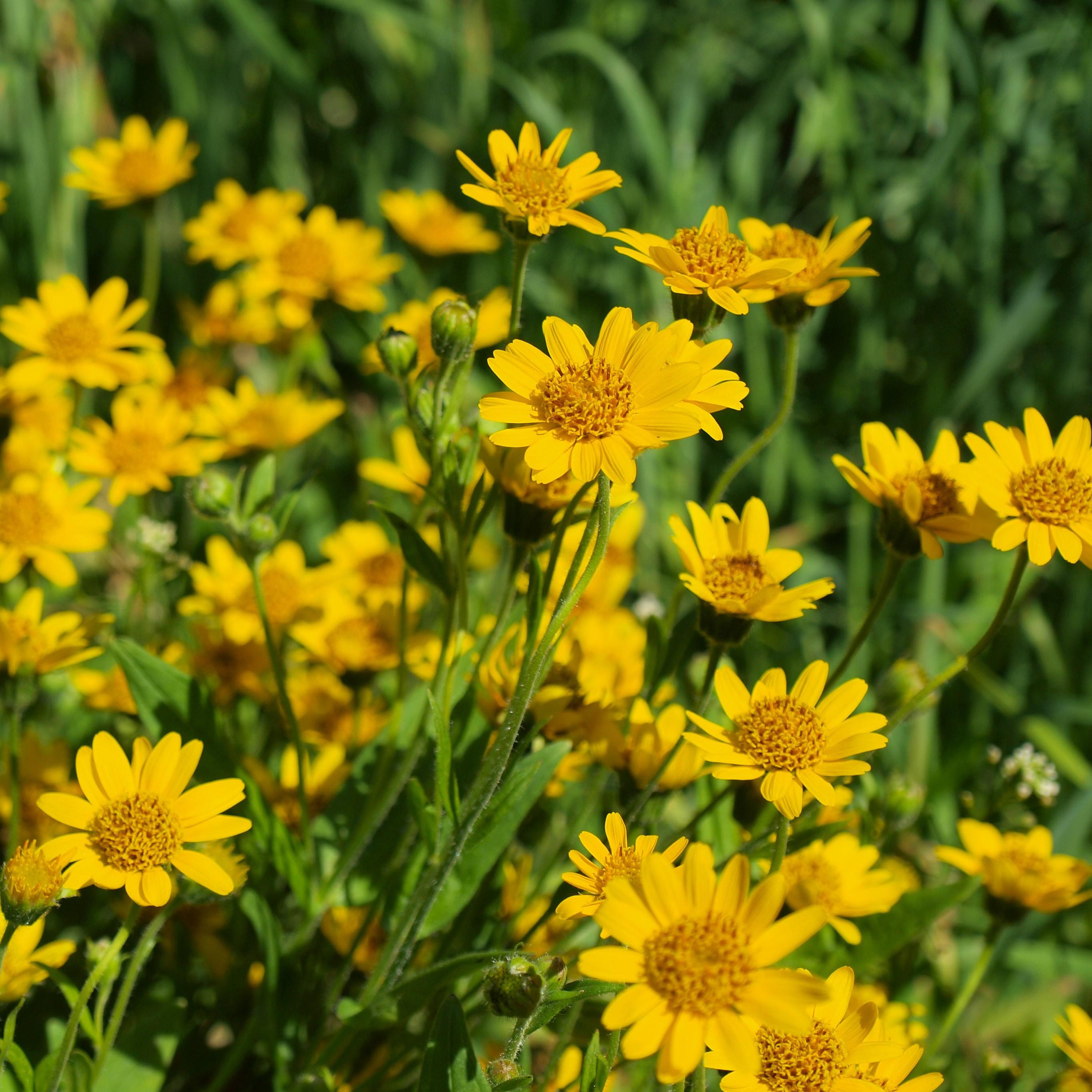Ταμπλέτες Arnica Montana 30x της Hyland, Φυσική ανακούφιση από μελανιές, οίδημα και μυϊκές πληγές, Γρήγορη διάλυση Δισκία (Συσκευασία 1, 50 Count Total)