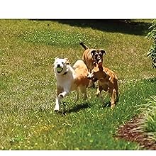 Seguro para mascotas, alambre duradero, calibre 20, fácil de instalar 