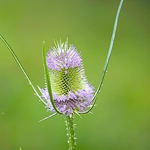 Karde, heilkräuter, alternativmedizin