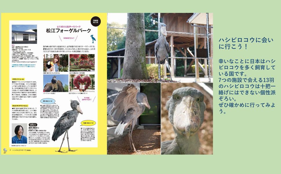 ハシビロコウのオーダーページ m91597099842_1.jpg?1582770267