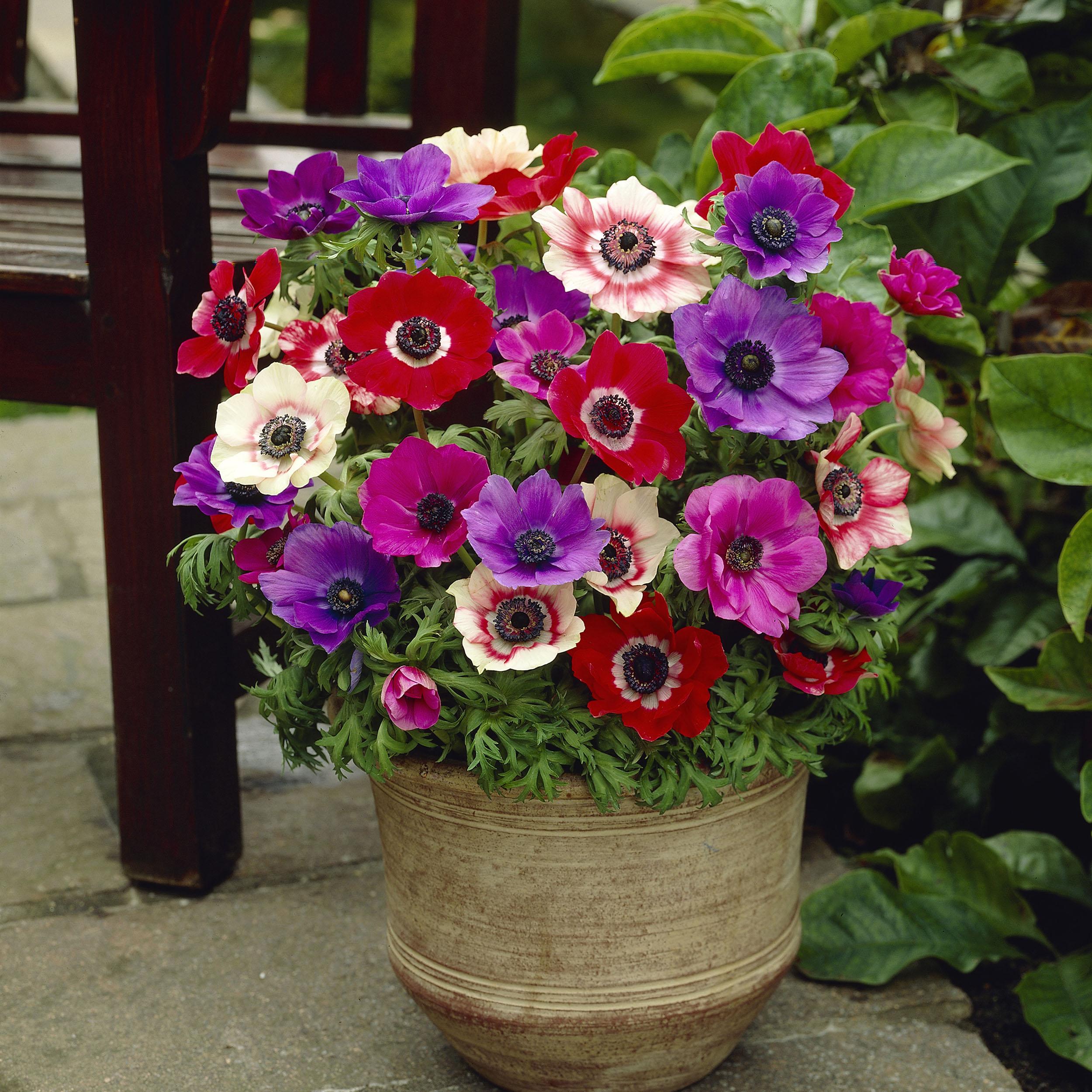 Complete Spring Flowering Bulb Collection 300 bulbs in 7 varieties