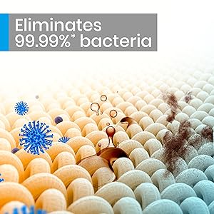 bacteria