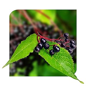 elberberries