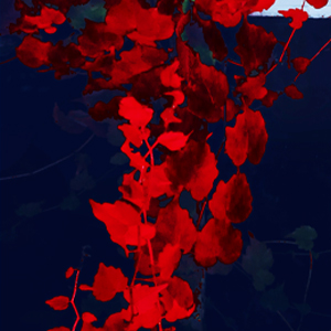 The Suicide House A Rory Moore Lane Phillips Novel Charlie Donlea 9781496727152 July 2020