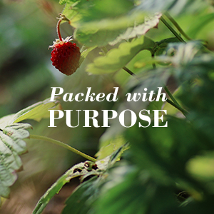 lip balm, natural, beeswax, nivea, eos, burts bees, chapstick, blistex, lip care, lip moisturizer,