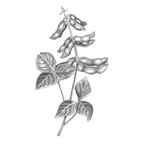 soy, thyroid, menopause