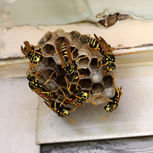 BARRAGE AUX INSECTES GUEPES ET FRELONS - LA TV BOUTIQUE