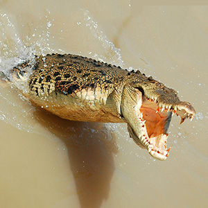 Reptiles, lizard books for kids, reptiles books for kids, reptiles and amphibians book,reptiles book