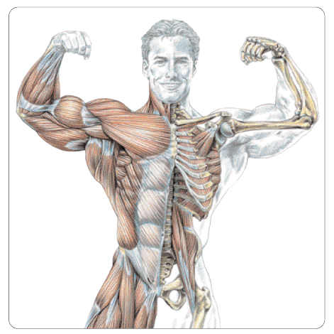 Strength Training Anatomy 3Rd Edition Ebook