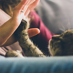 Hi five with pets