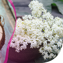 Glade Tropical Blossoms