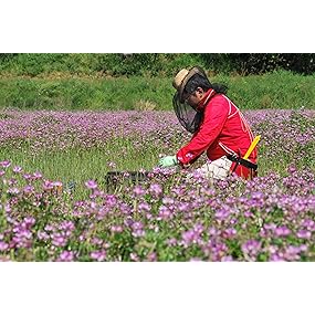 Amazon | 近藤養蜂場 BEE my HONEY 大人のレモネード 500g
