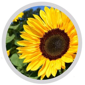 Image of sunflower