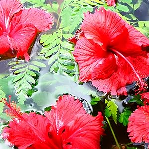 lightweight shampoo for fine hair