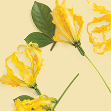 love beauty and planet,vegano,condicionador,óleo coco,hope and repair,recuperação,natural