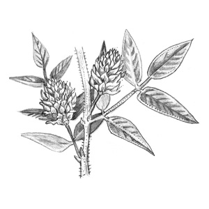 licorice, cortisol