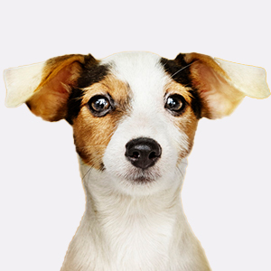 Aime - Juguete para perro con pelota para estimular las orejas.