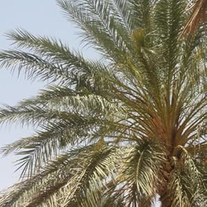 Coltivazione biologica