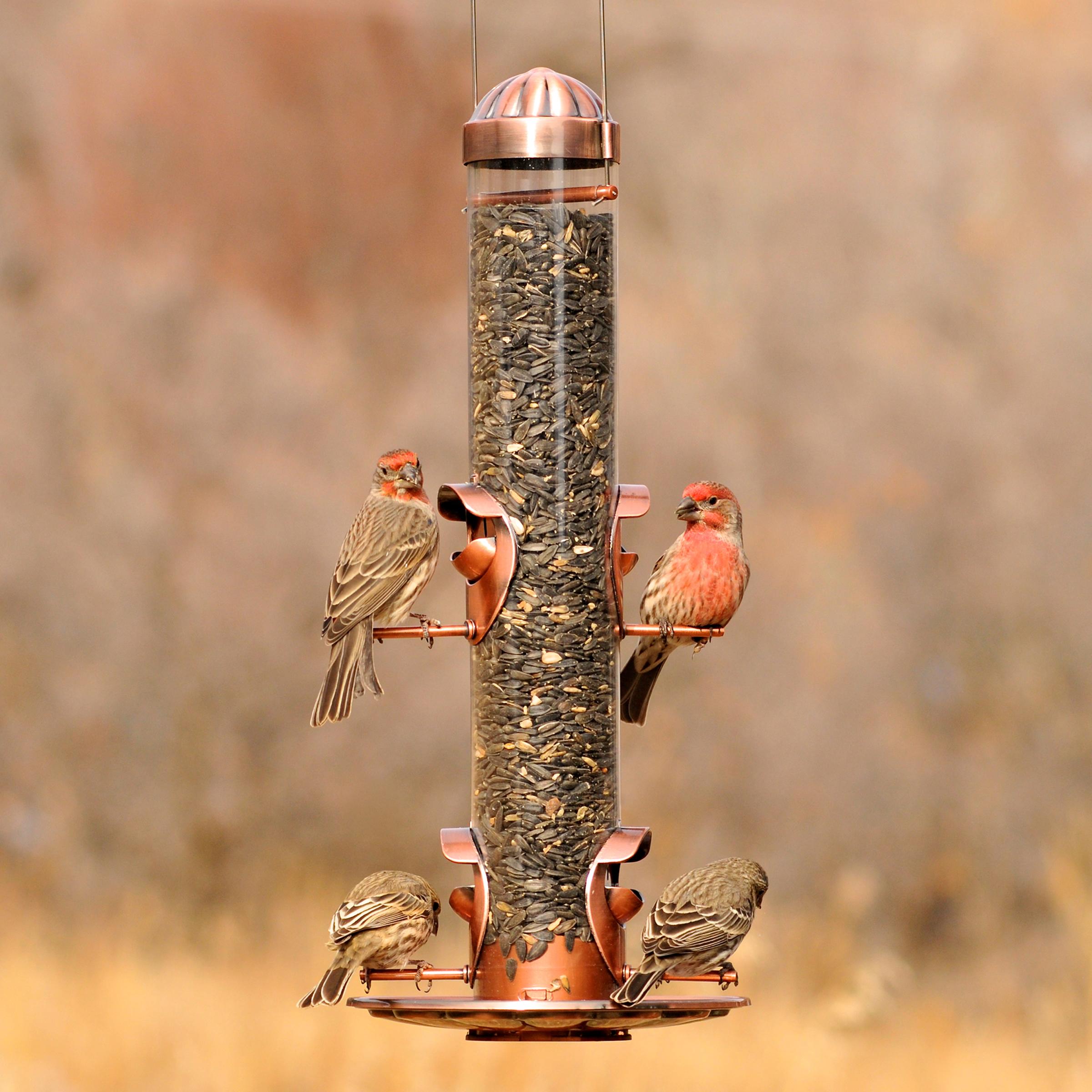 PerkyPet 3852 2in1 Wild Bird Feeder Amazon.ca Patio, Lawn & Garden